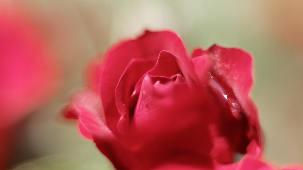 赤い薔薇 6