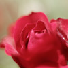 赤い薔薇 6
