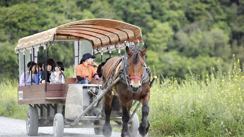 穏やかな休日4 (観光馬車)