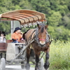 穏やかな休日4 (観光馬車)