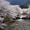 2014年　七谷川の桜