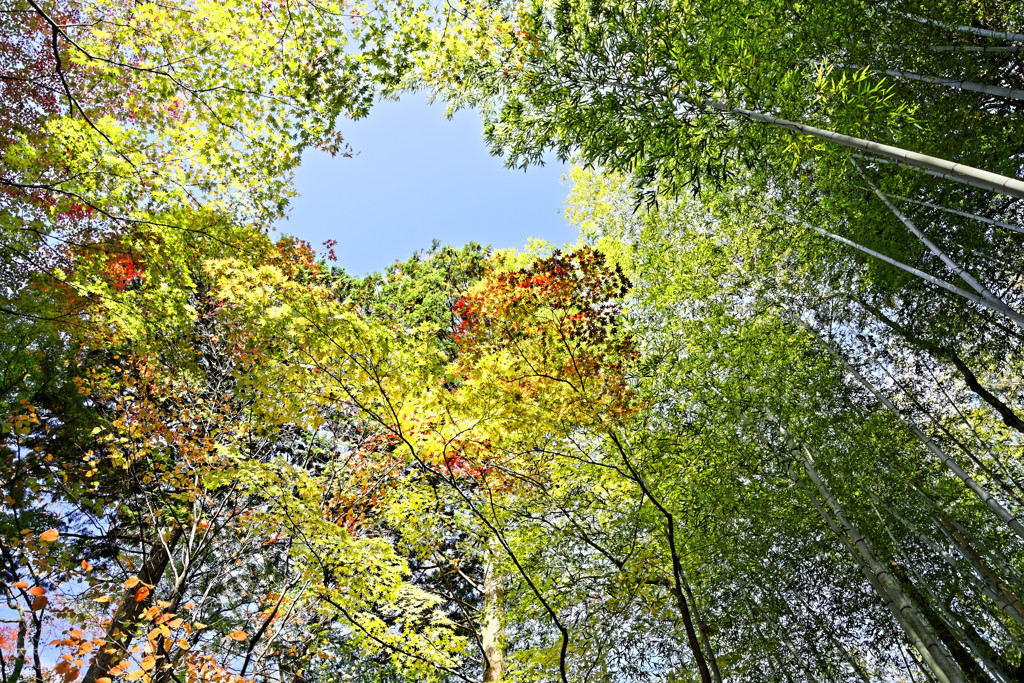 紅葉晴れⅣ