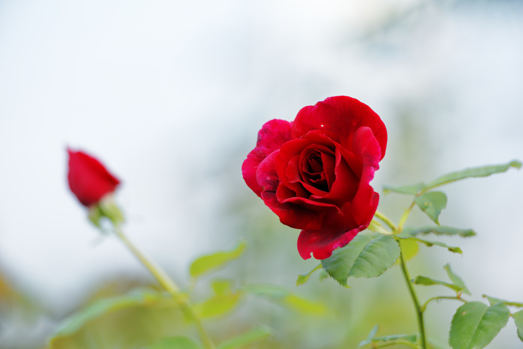 秋薔薇