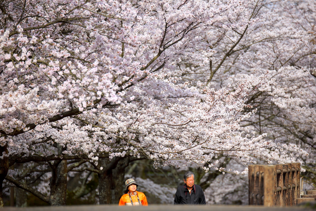 2014年　桜並木の遊歩道