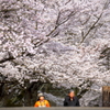 2014年　桜並木の遊歩道