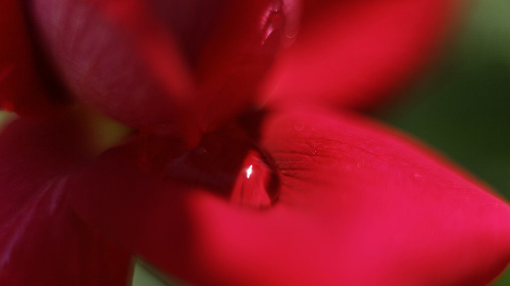 赤い薔薇 3