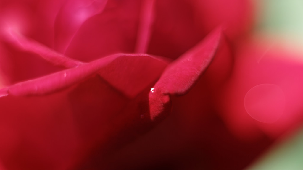 赤い薔薇 1