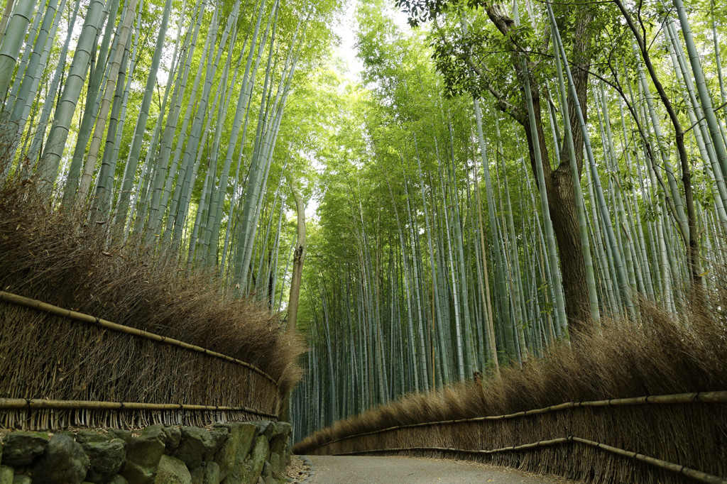 早朝の嵯峨野 2