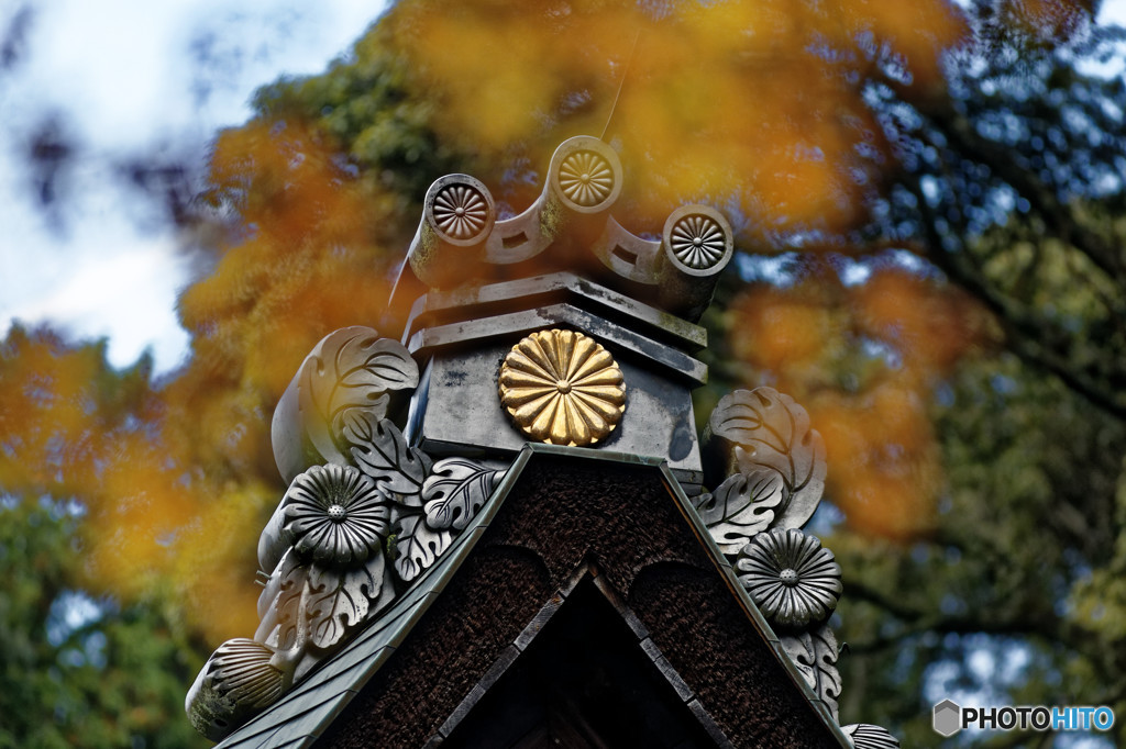 神峯山寺　十六八重菊