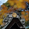神峯山寺　十六八重菊