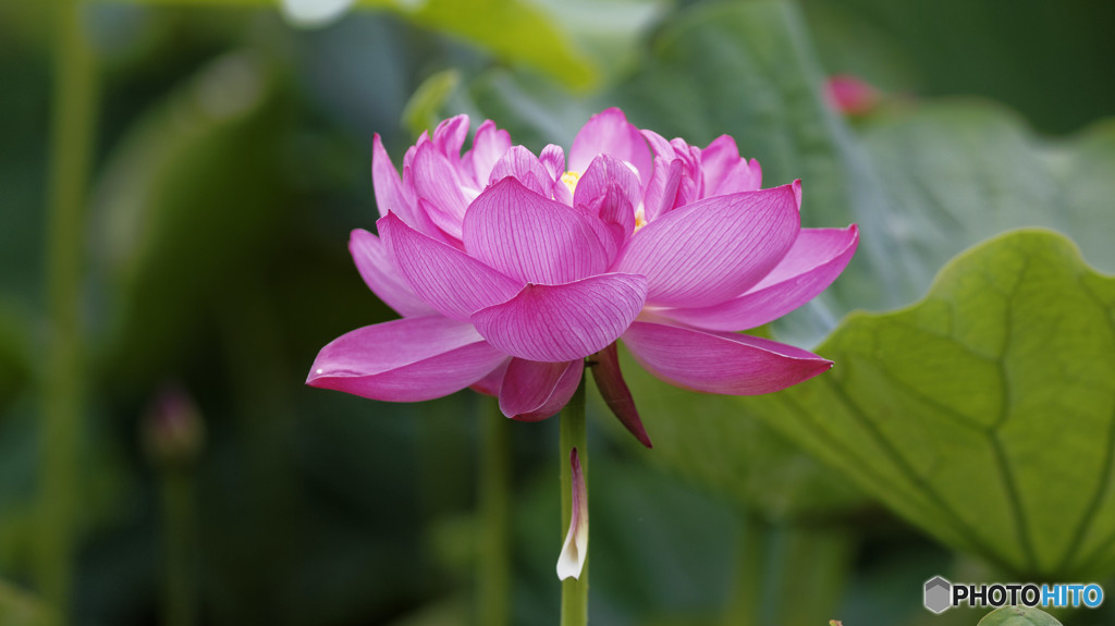 Lotus 2