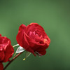 赤い薔薇 10