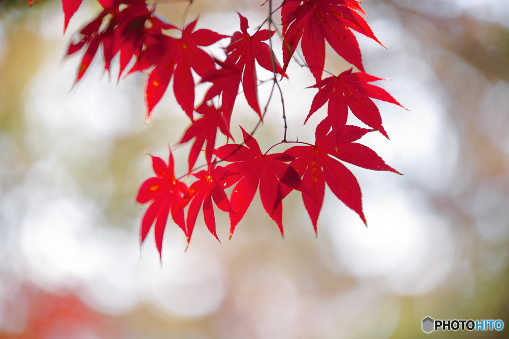 初紅葉　3