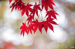 初紅葉　3