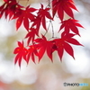 初紅葉　3