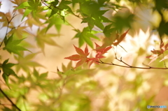 初紅葉　6