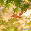 初紅葉　6