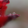 薔薇 7