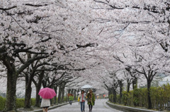 春雨の並木道 Ⅲ