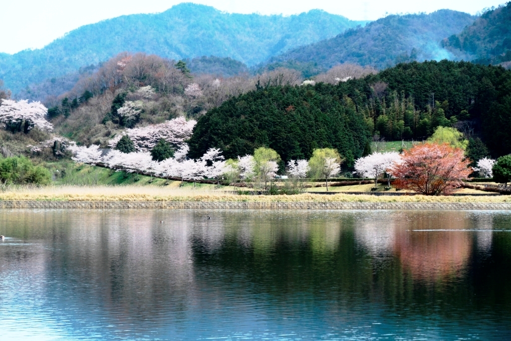 水辺のさくら