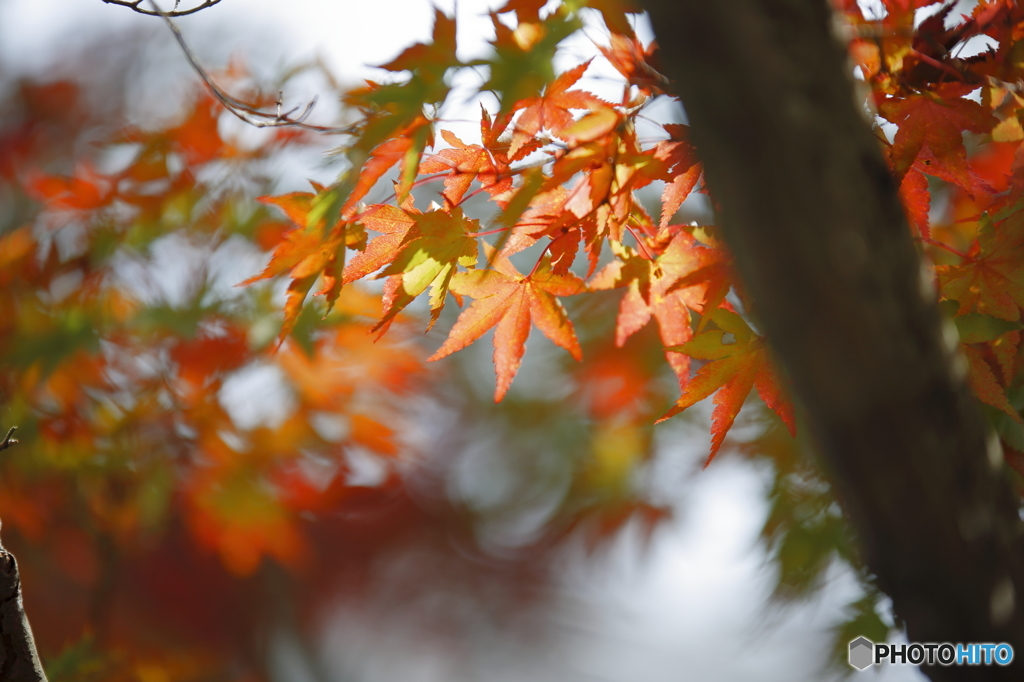 初紅葉　4