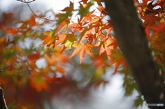 初紅葉　4