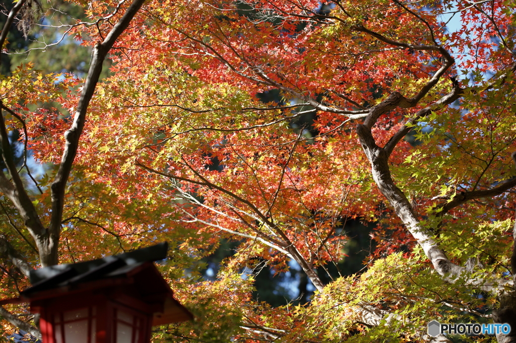 2015.10.31 鍬山神社　４