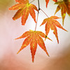 秋陽の森Ⅱ