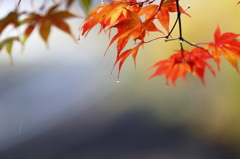 2014秋霖 Ⅳ