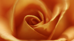 Rose fragrance Ⅰ