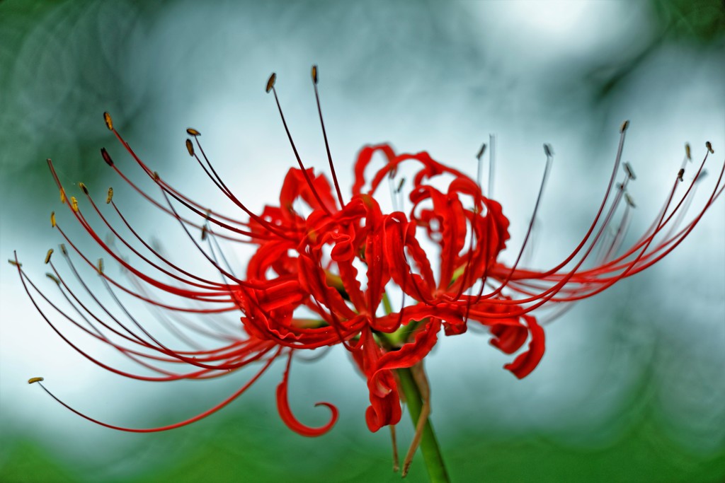 紅