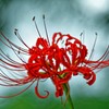紅