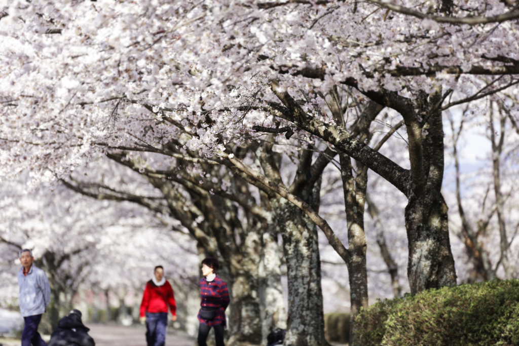 桜並木の遊歩道＃１