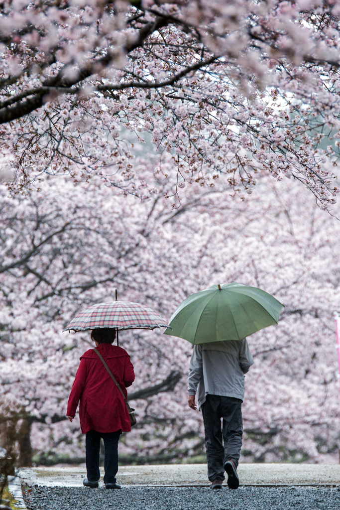 春雨の並木道