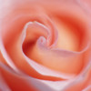 Rose fragrance ⅴ