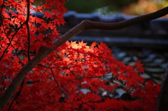紅