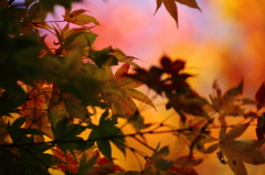 柔らかな陽射し