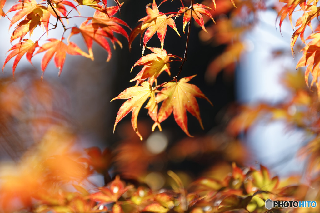 彩の森　④