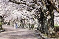 桜並木の遊歩道＃2