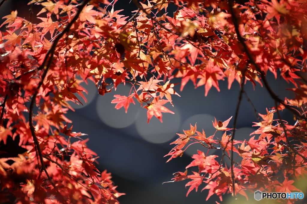 2015.10.31 鍬山神社　３