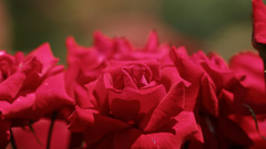 赤い薔薇 8