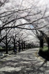 桜並木の遊歩道＃5
