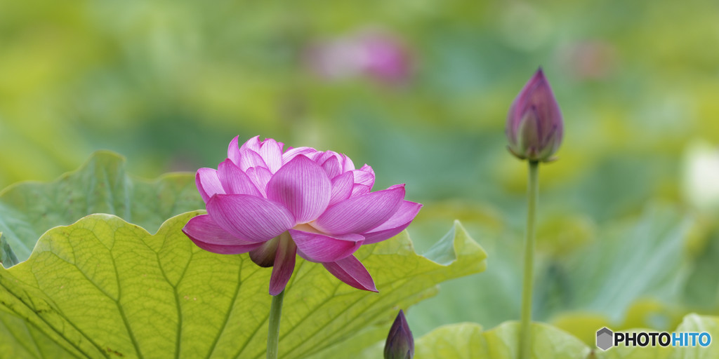 Lotus 1