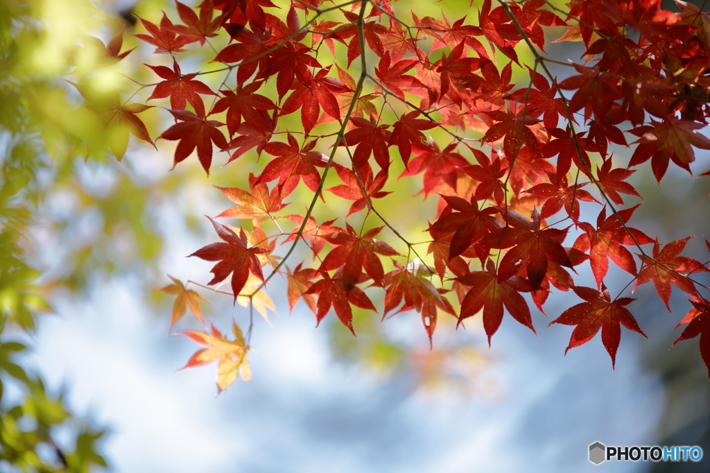 初紅葉