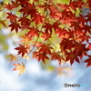 初紅葉　7