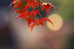 2014秋霖 Ⅵ