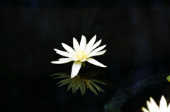 温室の白睡蓮