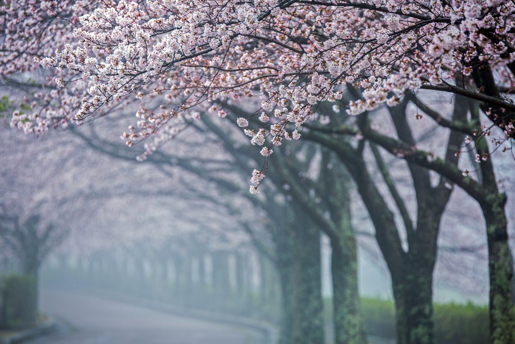 朝霧の並木道 2