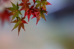 2014秋霖 Ⅰ
