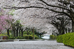 春雨の並木道 Ⅱ